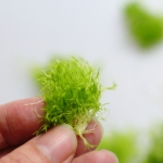 植え方植え方(1～2cmに小分け)　ウォーターローン